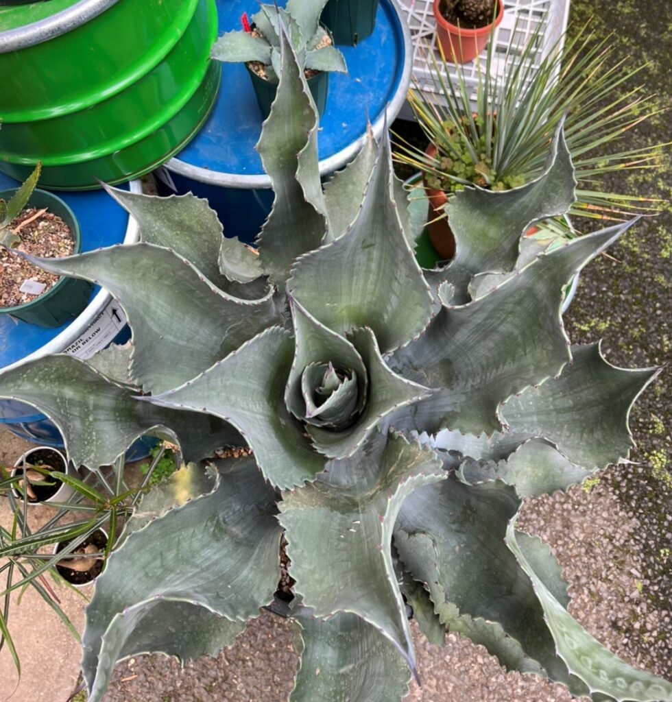 アガベ Mr.リップル 50cm アガベ サルミアナ ミスターリップル