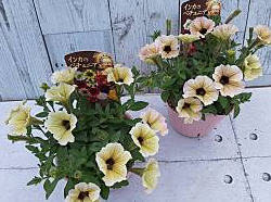 インカのペチュニア「ミニミルク」～K-plantsx桂楓園コラボ～ | STYLE