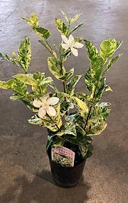 インカのペチュニア「イエローグリーン」～K-plantsx桂楓園　コラボ～