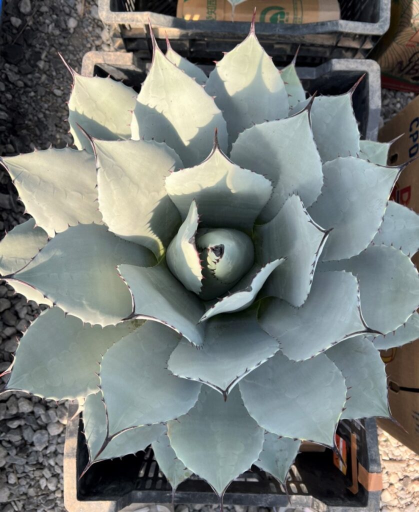 アガベ「パリートランカータ」 | STYLE 