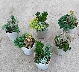 速達【SDM6 D2】多肉植物　セダム　ミックス寄せ植え　プラグトレーごと、6マス このまま発送